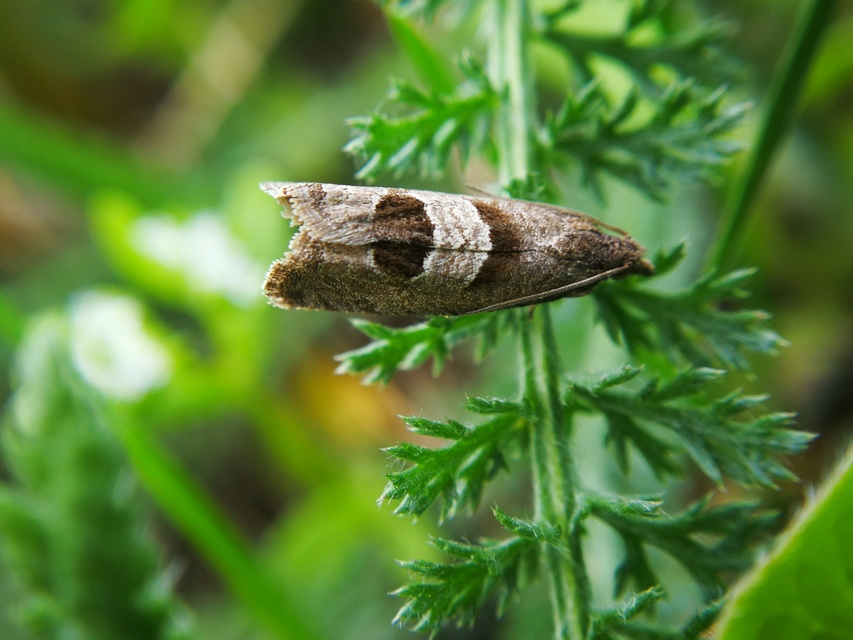 Notocelia uddmanniana - málnasodró tükrösmoly
