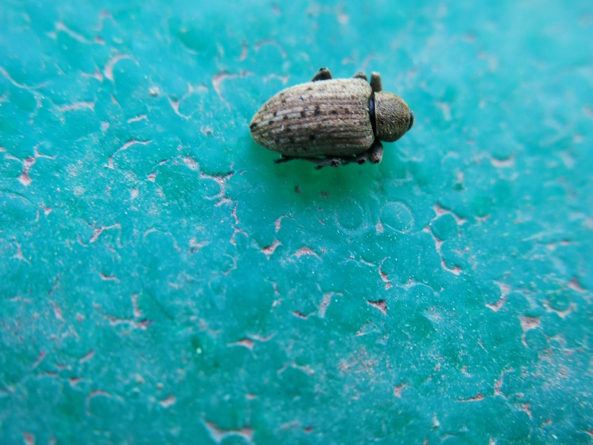 Hypera viciae - bükköny-pikkelyesormányos
