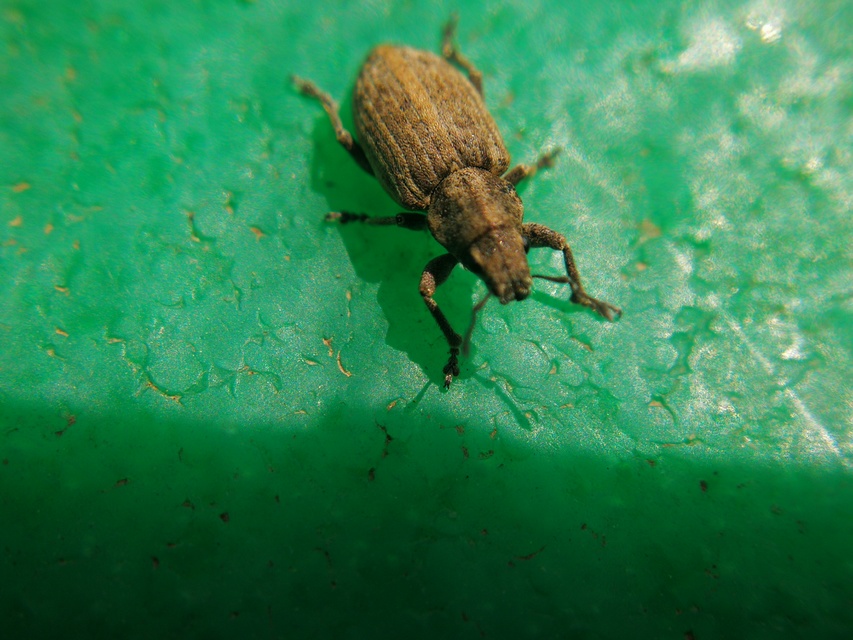 Tanymecus dilaticollis - kukorica-hegyesfarúbarkó