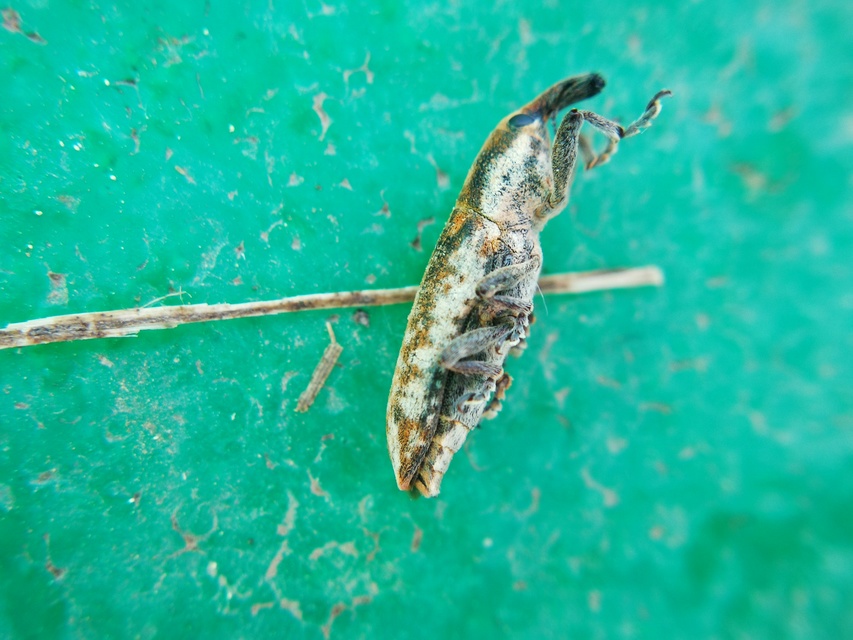 Lixus subtilis - disznóparéj-dudvabarkó
