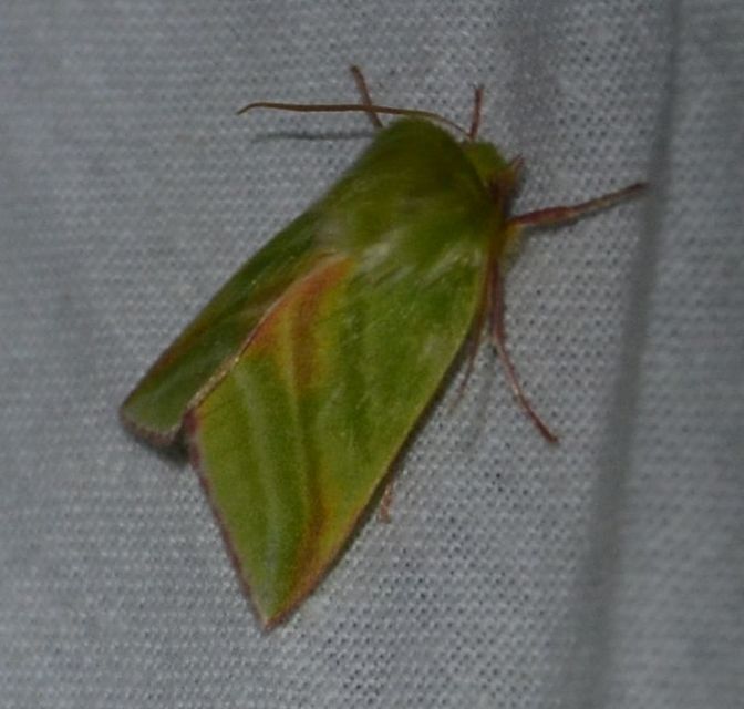 Pseudoips prasinana - bükkfa-zöldbagoly