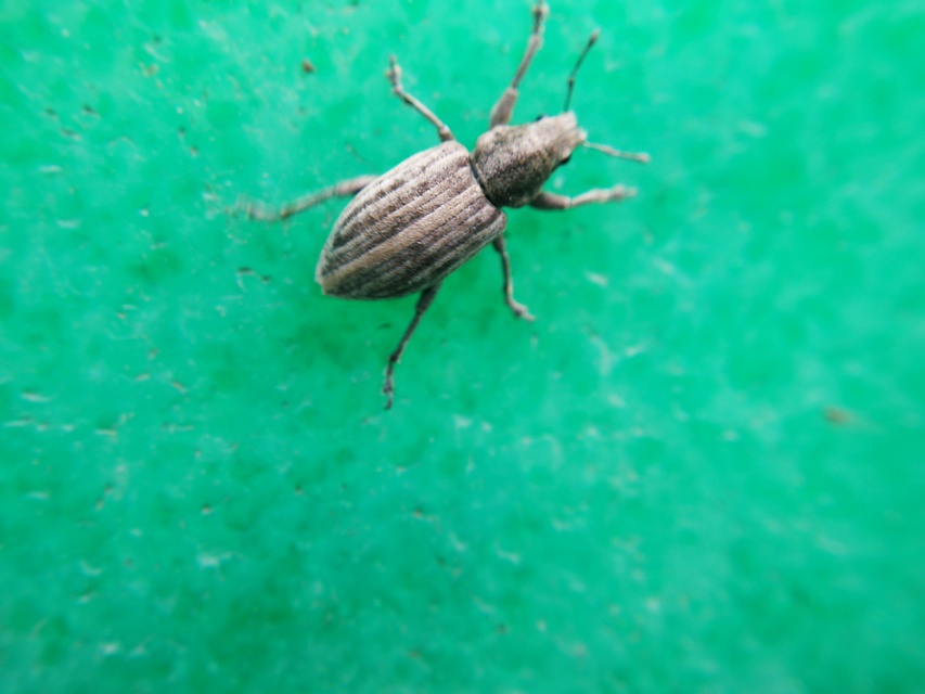 Tanymecus dilaticollis - kukorica-hegyesfarúbarkó