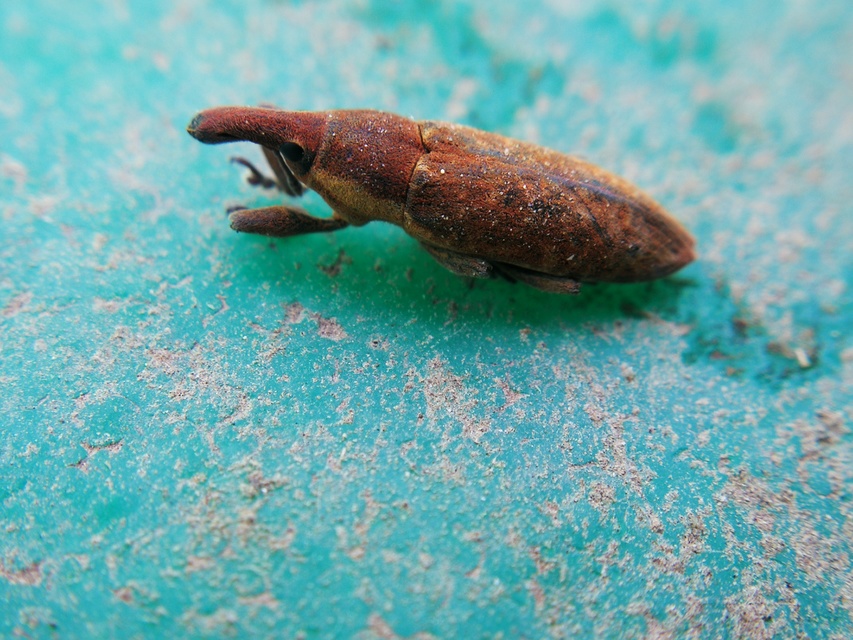 Lixus subtilis - disznóparéj-dudvabarkó