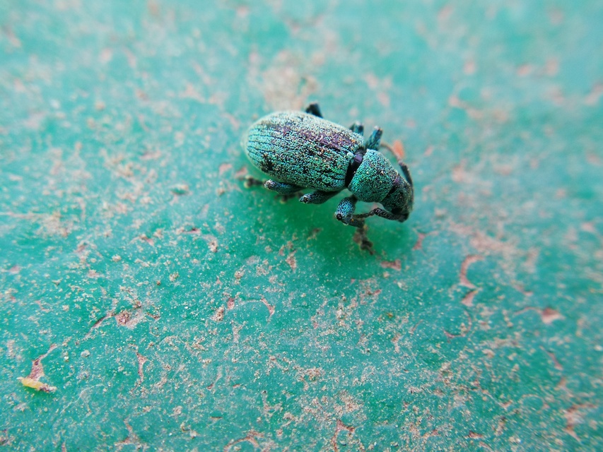 Phyllobius virideaeris - halványzöld levélormányos