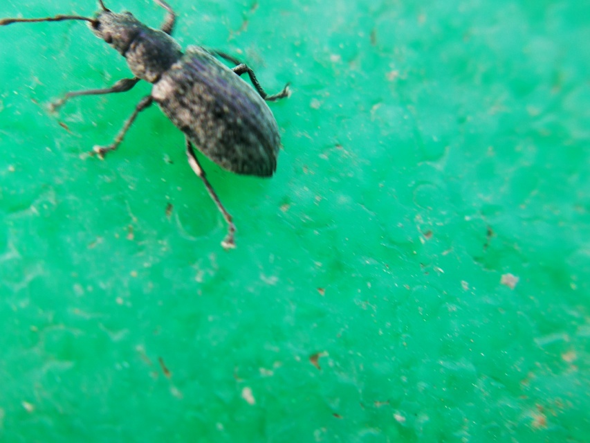 Phyllobius pyri - gyümölcsfa-levélormányos