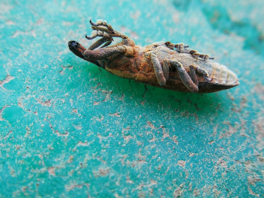 Lixus subtilis - disznóparéj-dudvabarkó
