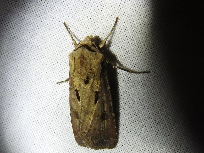 Agrotis exclamationis - felkiáltójeles földibagoly