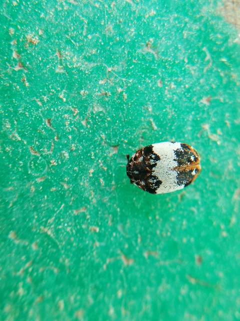 Anthrenus querneri