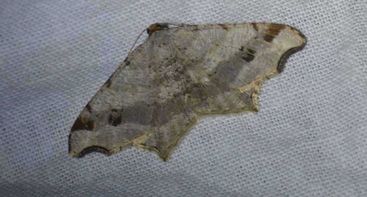 Macaria alternata - közönséges szürkearaszoló