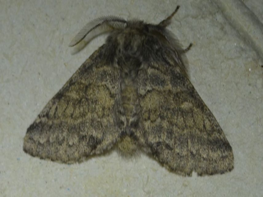 Gluphisia crenata - kormos púposszövő