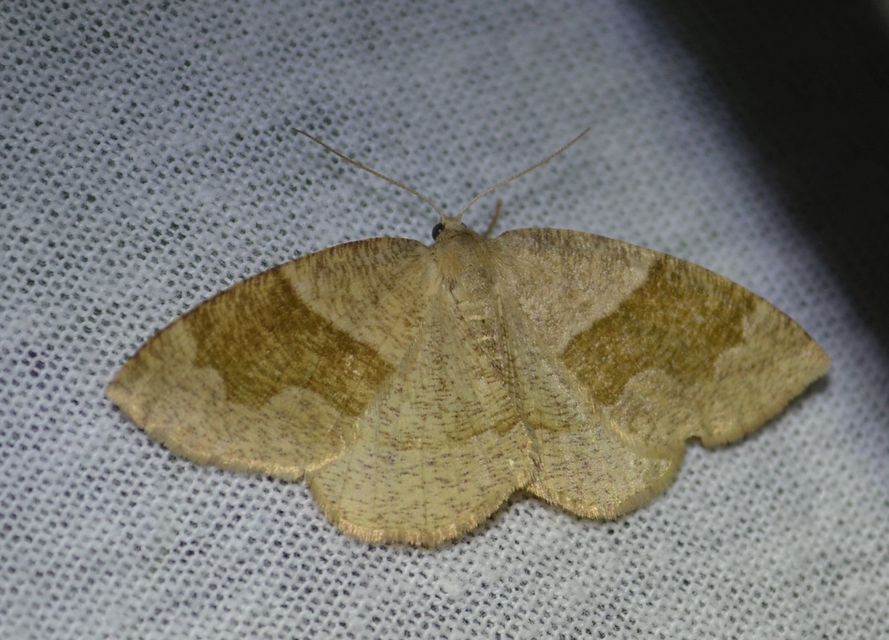 Plagodis pulveraria - szemcsés araszoló