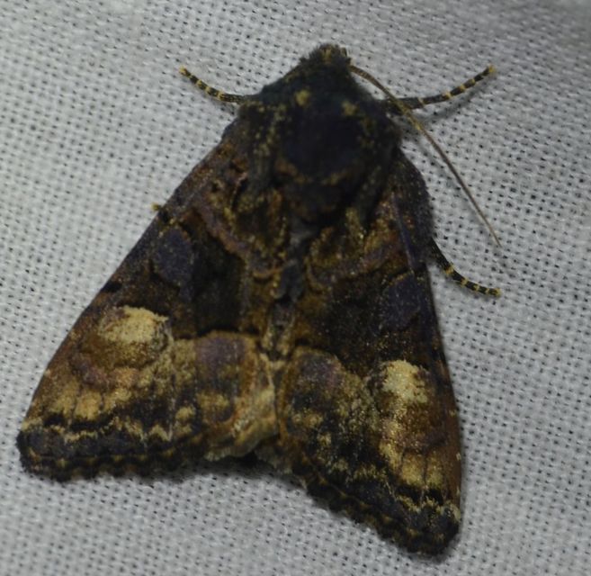 Euplexia lucipara - szeder-csipkésbagoly