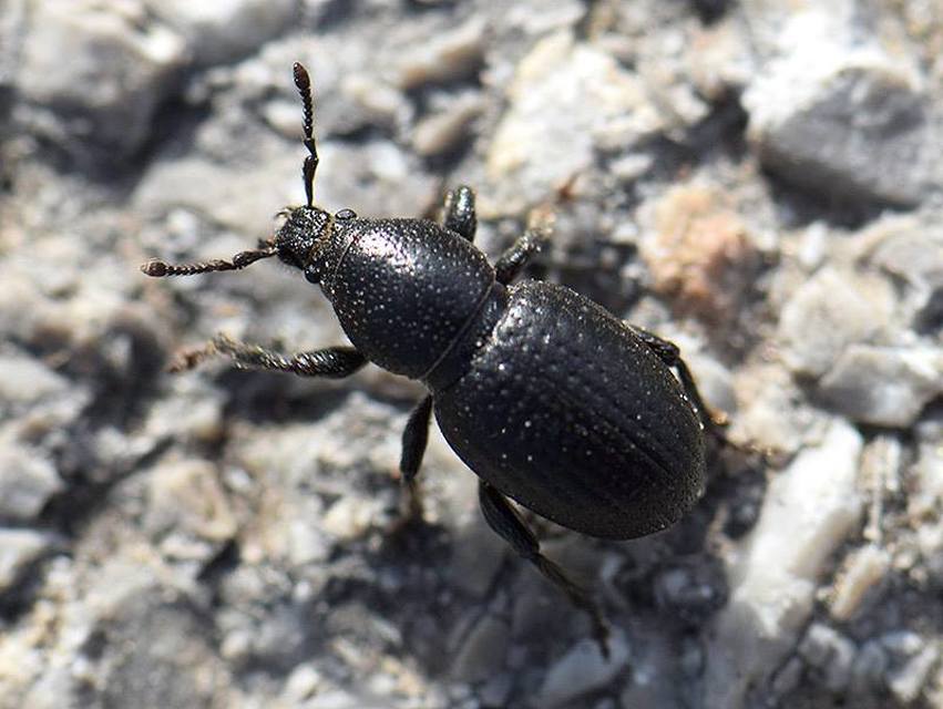 Psallidium maxillosum - fekete barkó