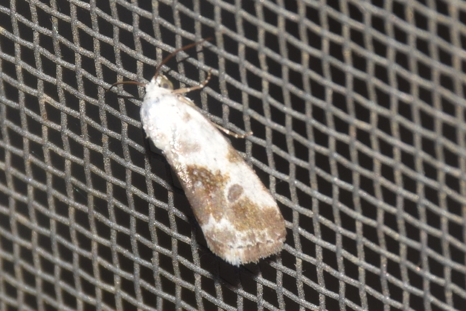Ponometia candefacta - parlagfűbagoly