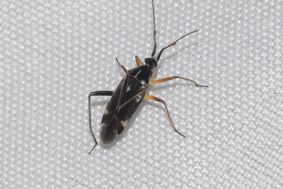 Harpocera thoracica - sarlóscsápú mezeipoloska