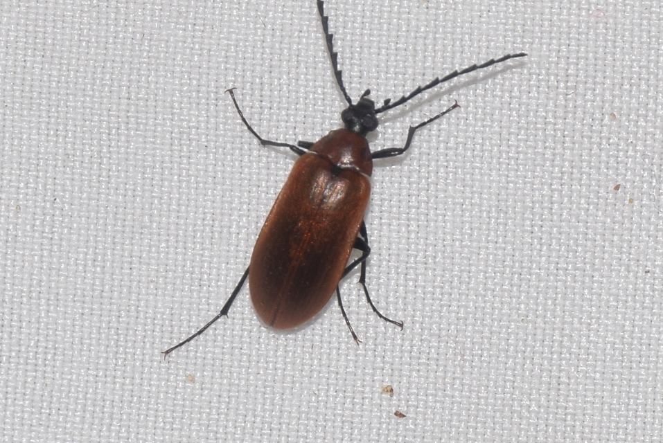 Pseudocistela ceramboides - narancssárga alkonybogár