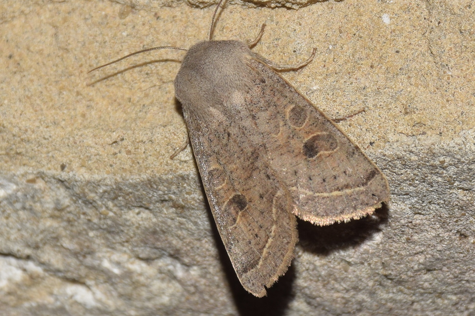 Orthosia gracilis - karcsú barkabagoly