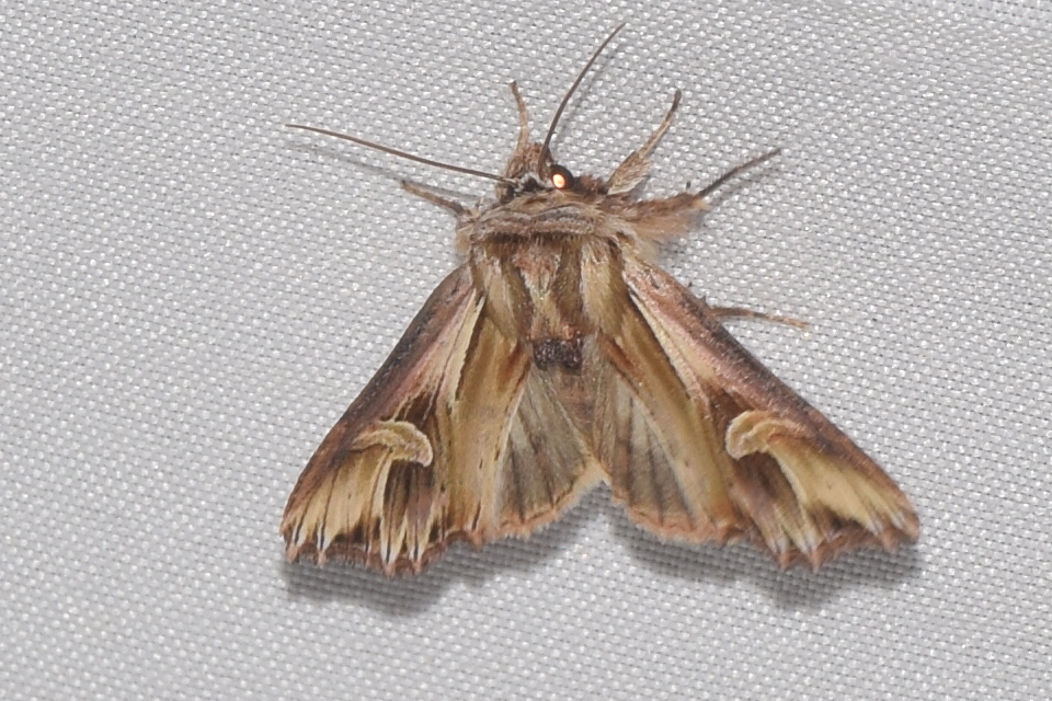 Actinotia polyodon - nagy sugarasbagoly