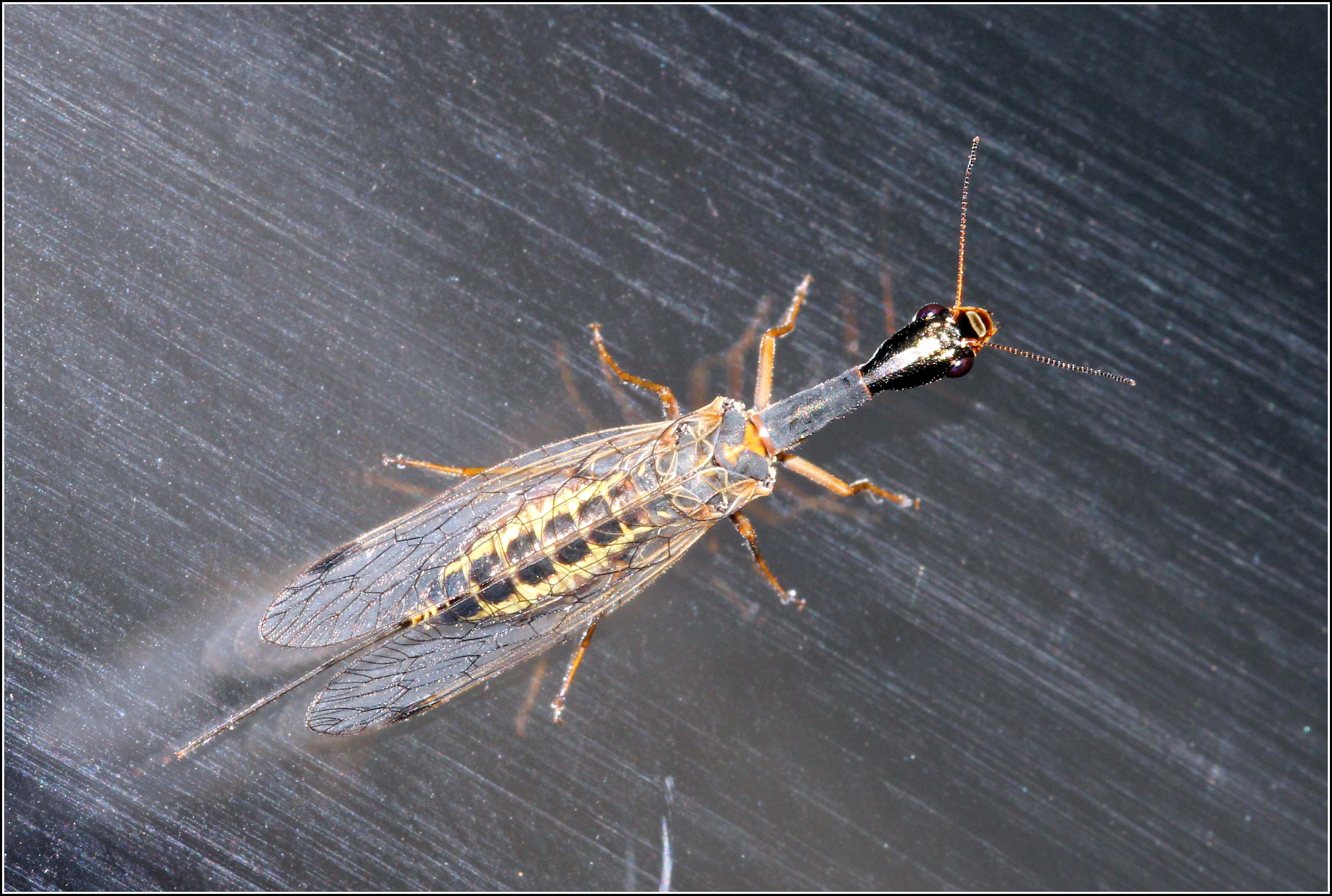 Raphidioptera - Tevenyakú-fátyolkák