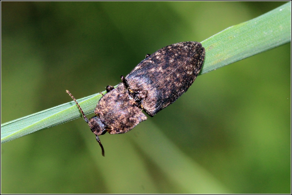 Agrypnus murinus - egérszínű pikkelyespattanó