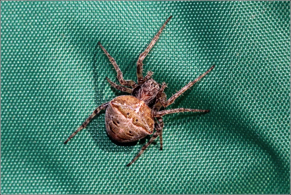 Gibbaranea bituberculata - kétcsúcsú keresztespók