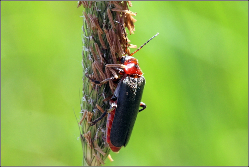 Cantharis rustica - suszterbogár