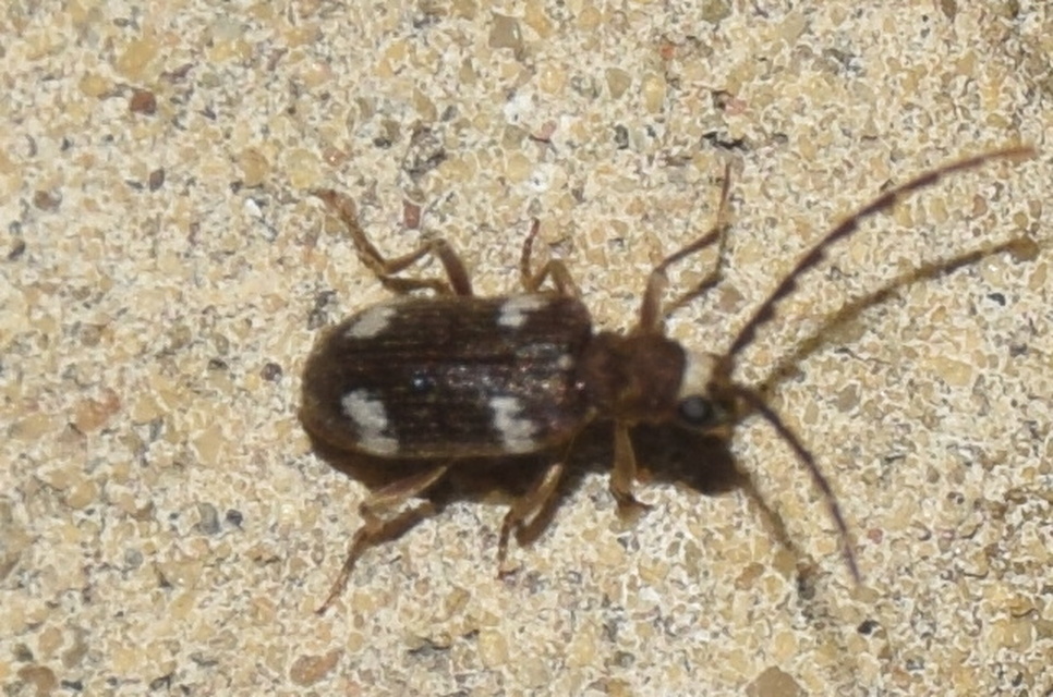Ptinus sexpunctatus - hatfoltos tolvajbogár