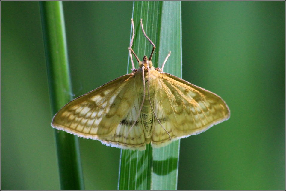 Sitochroa verticalis - világossárga dudvamoly