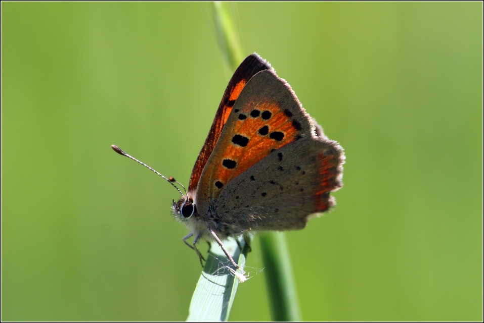 Lycaena phlaeas - közönséges tűzlepke