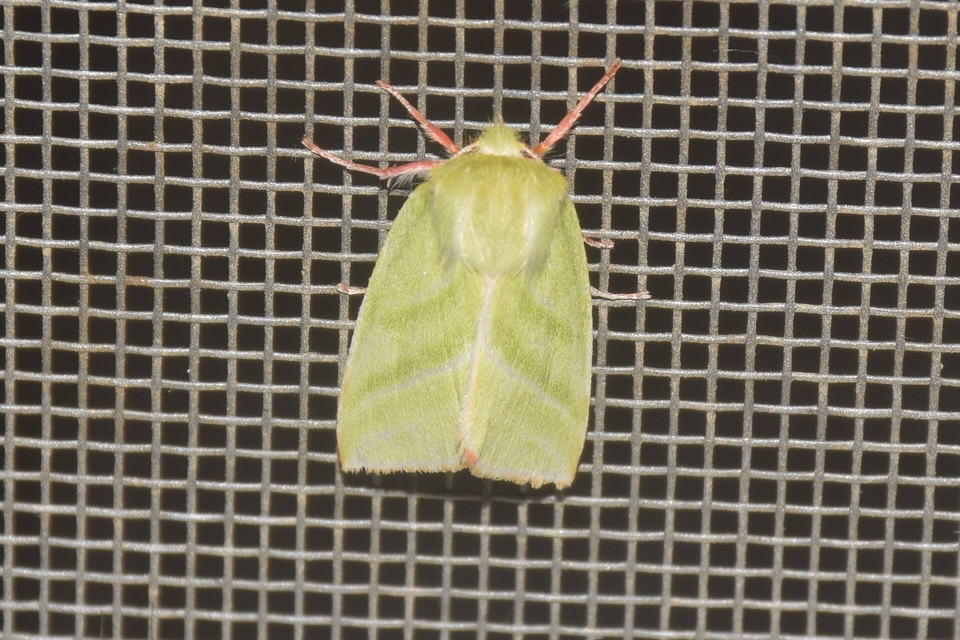 Pseudoips prasinana - bükkfa-zöldbagoly
