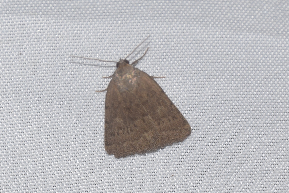 Acosmetia caliginosa - imolabagoly