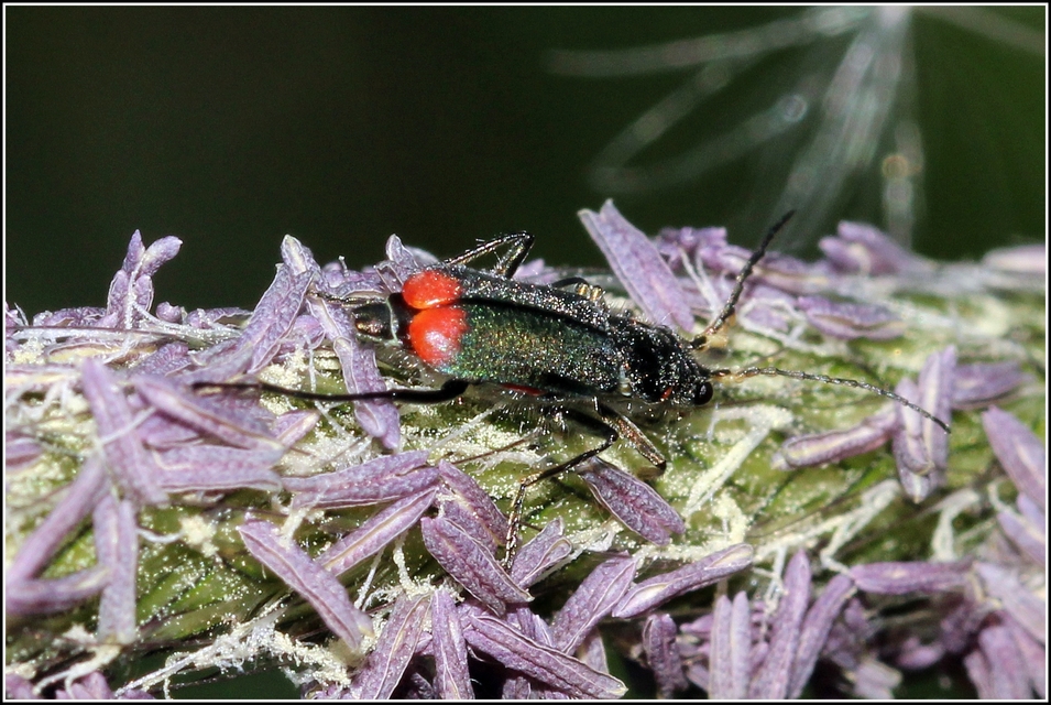 Malachius bipustulatus - kétfoltos bibircsesbogár