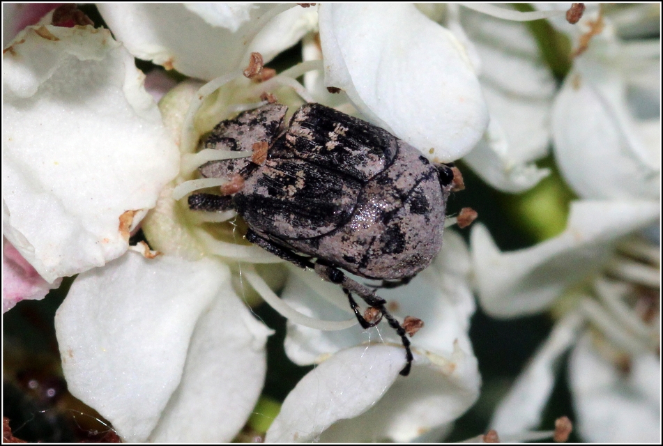 Valgus hemipterus - suta virágbogár