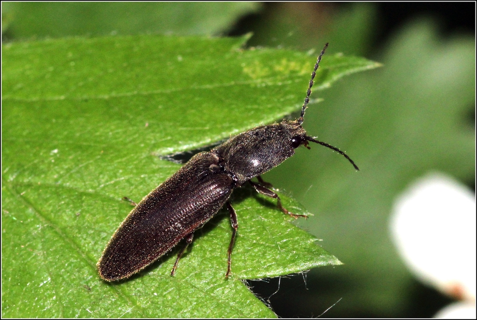 Athous haemorrhoidalis - szurkos pattanó