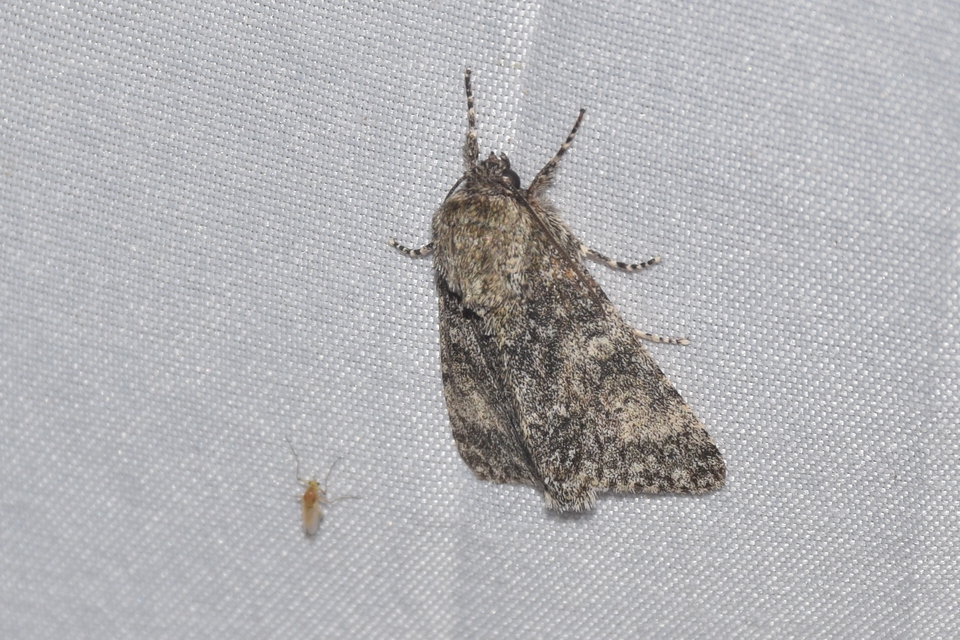 Acronicta megacephala - nagyfejű szigonyosbagoly