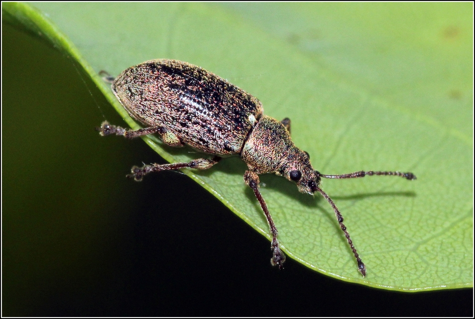 Phyllobius pyri - gyümölcsfa-levélormányos