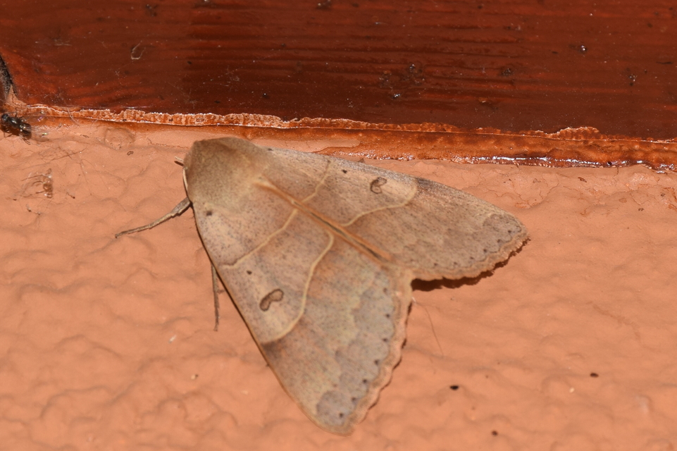 Minucia lunaris - nagy foltosbagoly