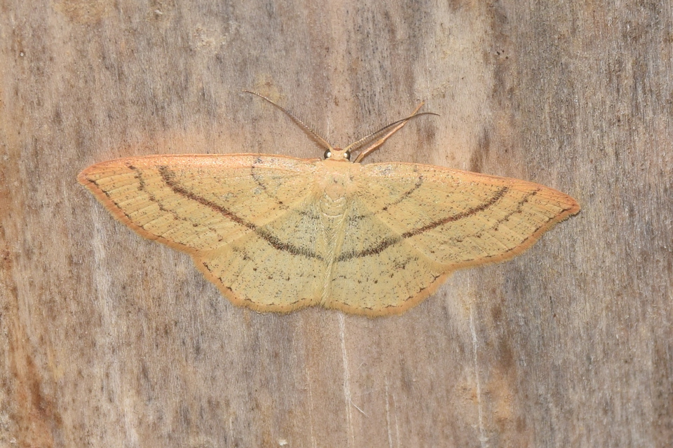Cyclophora linearia - vonalas pettyesaraszoló