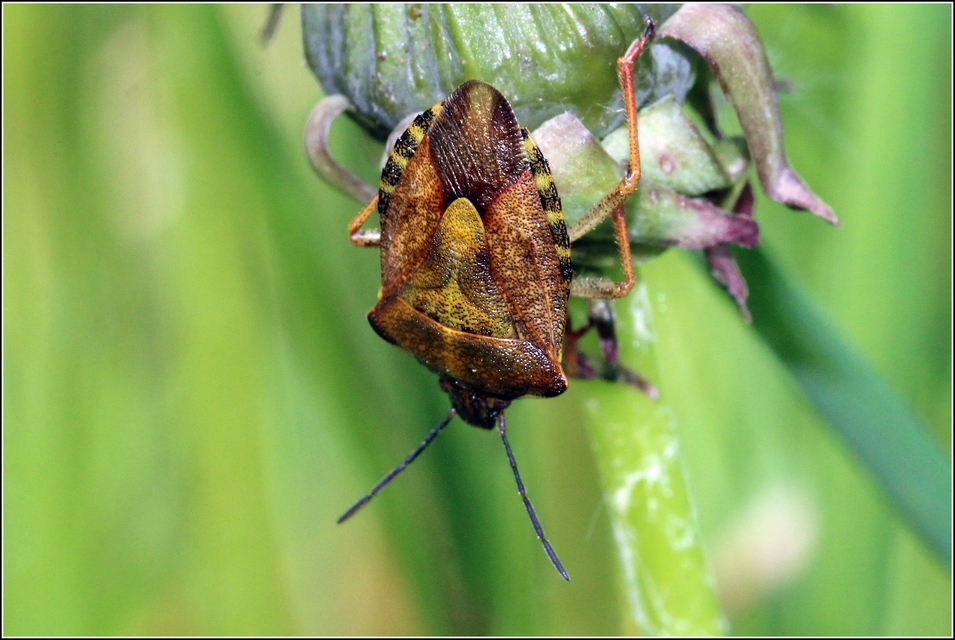 Carpocoris Carpocoris