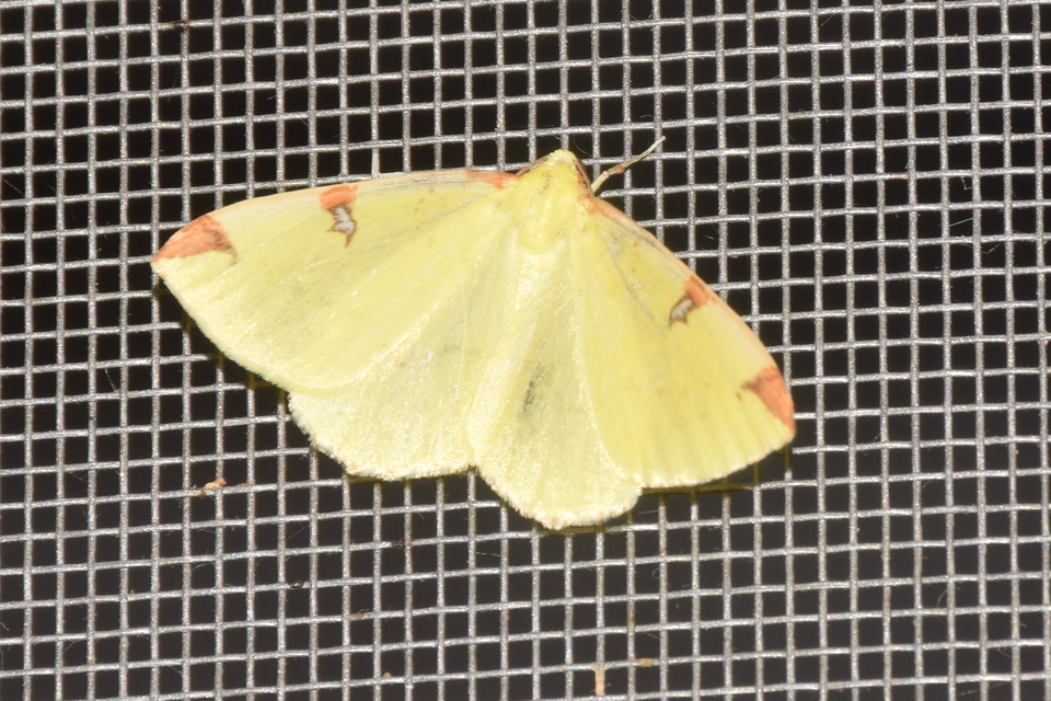 Opisthograptis luteolata - citromsárga araszoló