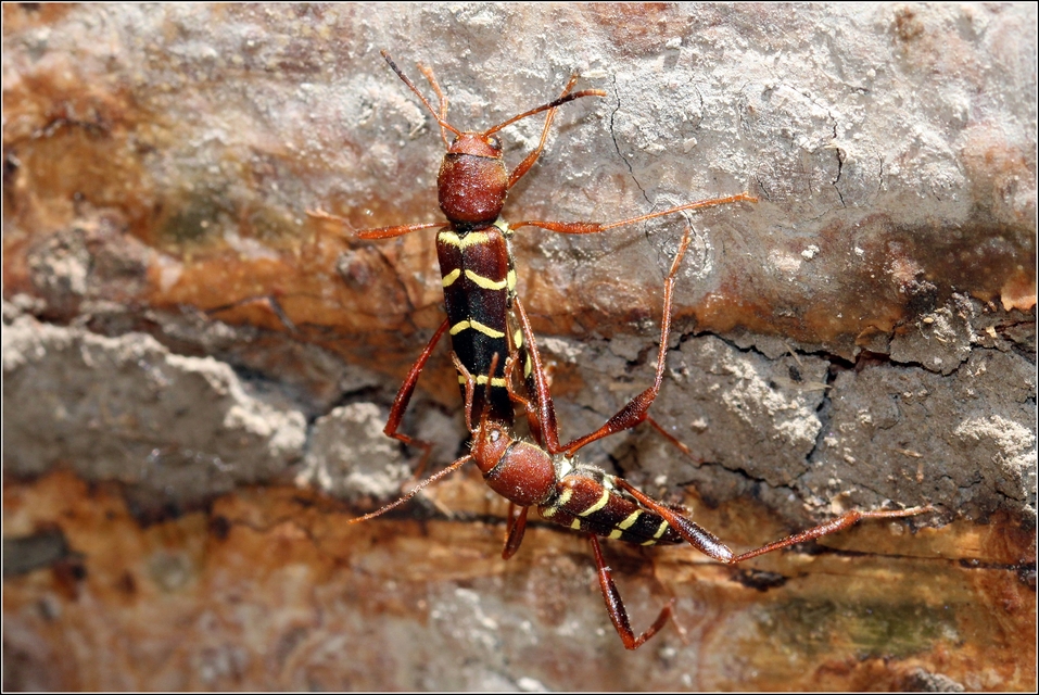 Neoclytus acuminatus - amerikai darázscincér