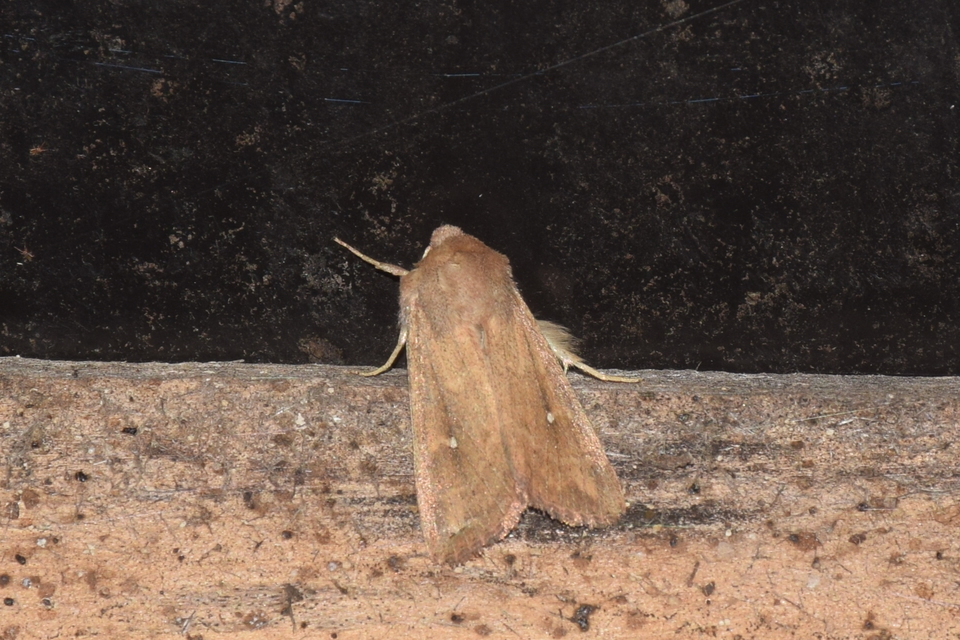 Mythimna albipuncta - fehérpettyes rétibagoly