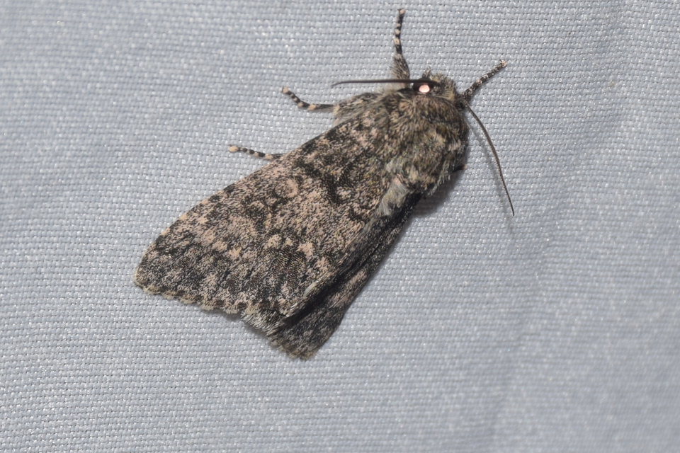 Acronicta megacephala - nagyfejű szigonyosbagoly