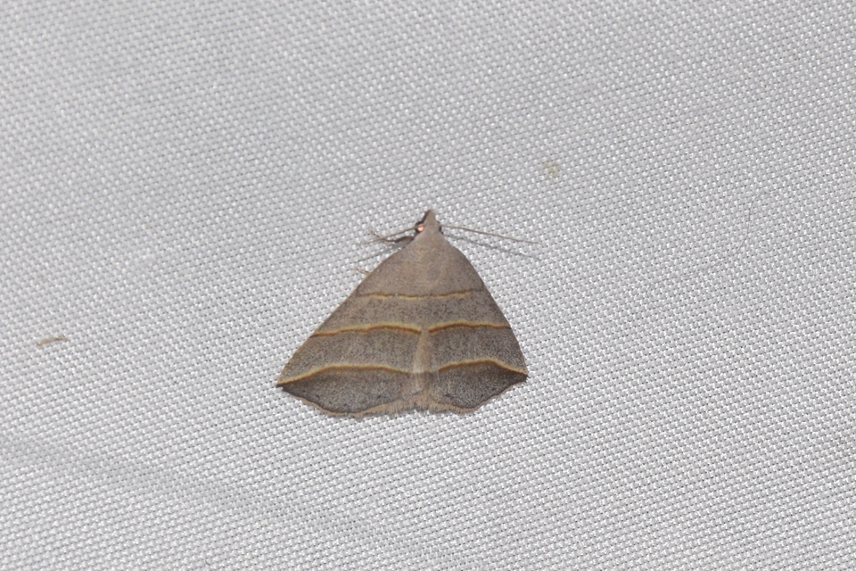 Colobochyla salicalis - háromsávos törpebagoly