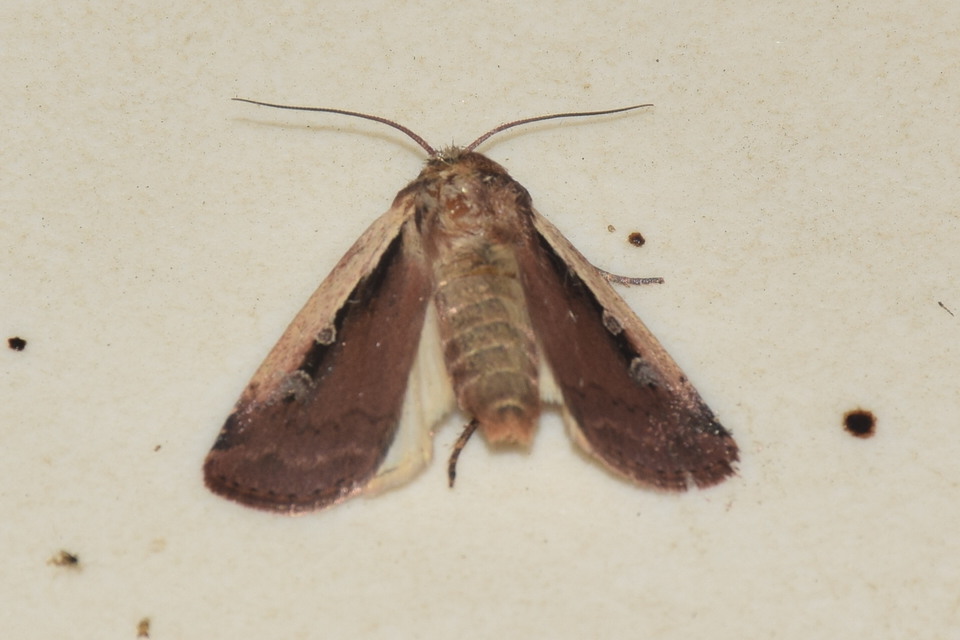 Ochropleura plecta - fehérszegélyű fűbagoly