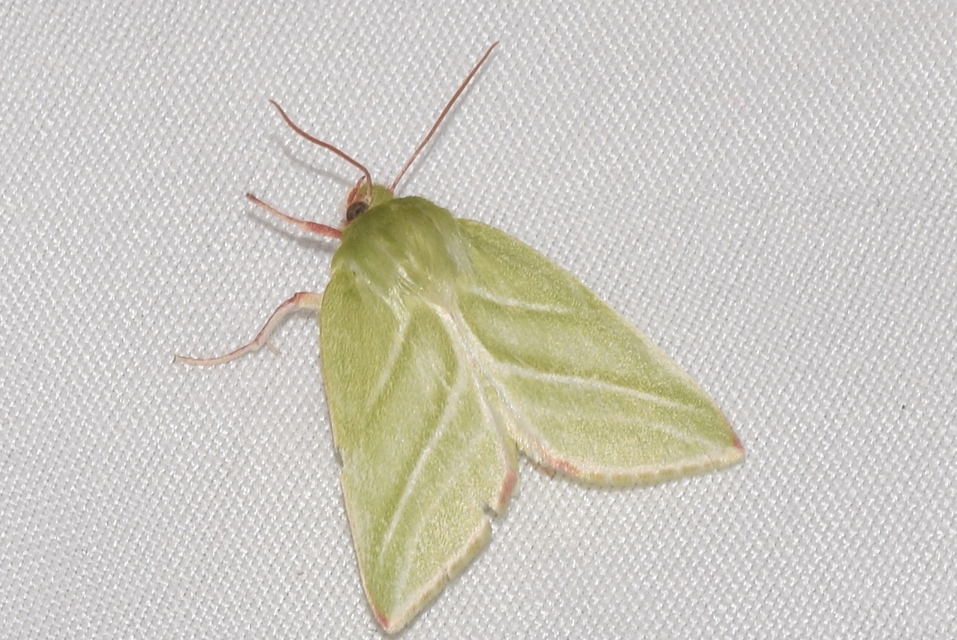 Pseudoips prasinana - bükkfa-zöldbagoly