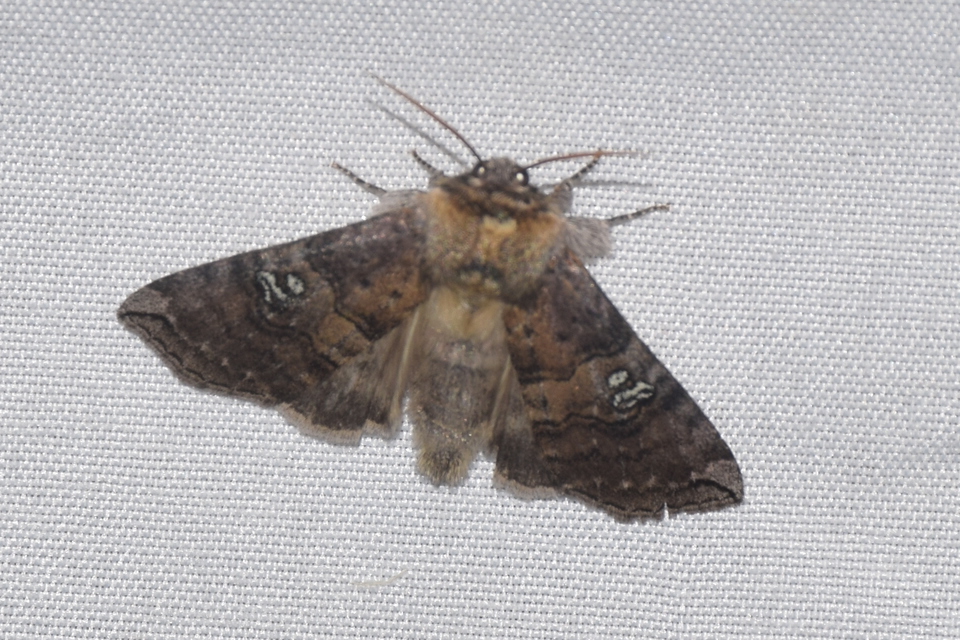 Tethea ocularis - pápaszemes pihésszövő