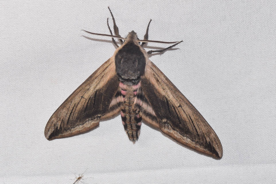 Sphinx ligustri - fagyalszender