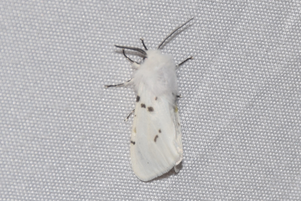Hyphantria cunea - amerikai fehér medvelepke