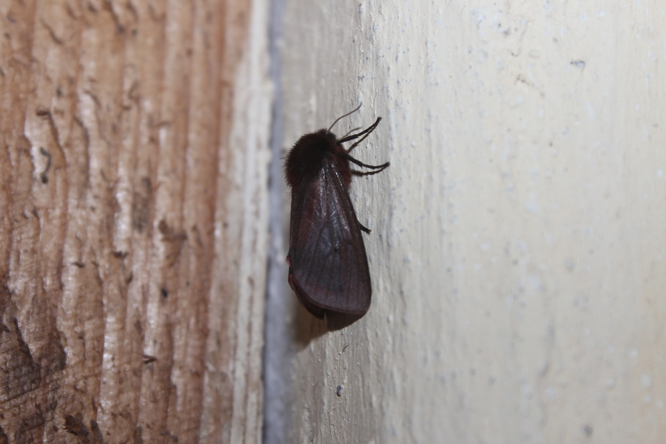 Phragmatobia fuliginosa - füstös medvelepke